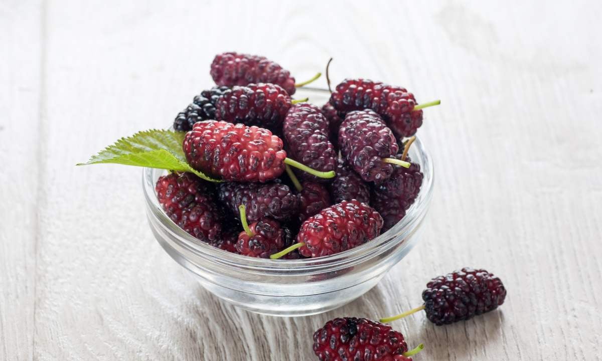 Morušová marmeláda